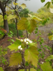Crataegus fluviatilis