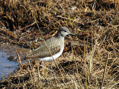 Tringa ochropus