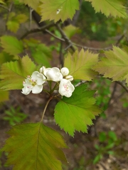 Crataegus fluviatilis