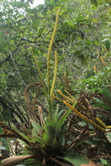 Goudaea chrysostachys