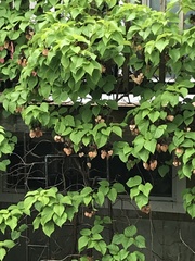 Hydrangea petiolaris