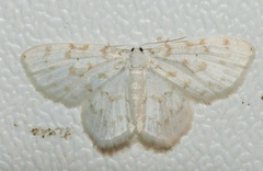 Hydrelia albifera