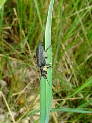 Cantharis obscura