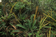 Goudaea chrysostachys