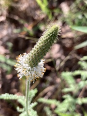 Dalea phleoides