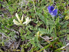 Astragalus depressus