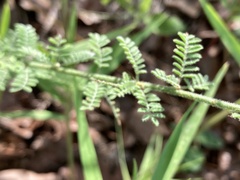 Dalea phleoides
