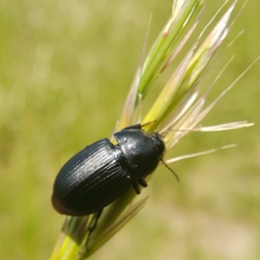 Harpalus serripes