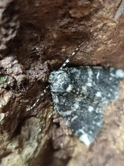 Ascotis fortunata