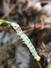Erannis tiliaria
