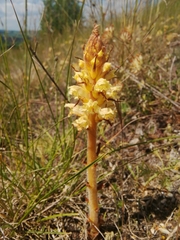 Orobanche artemisiae-campestris