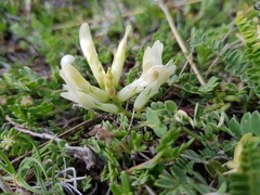 Astragalus depressus