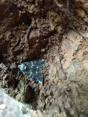 Ascotis fortunata