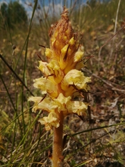 Orobanche artemisiae-campestris