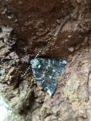 Ascotis fortunata