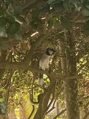 Cyanocitta cristata image