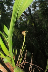 Maxillaria obtusa