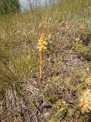 Orobanche artemisiae-campestris