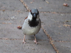 Passer domesticus