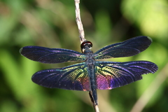 Rhyothemis plutonia