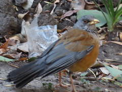 Turdus rufopalliatus