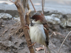 Passer domesticus