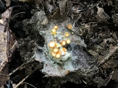 Arachnopeziza aurelia