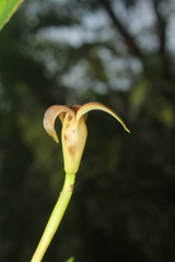 Maxillaria obtusa