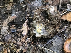 Arachnopeziza aurelia