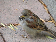 Passer domesticus