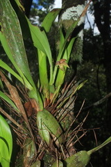 Maxillaria obtusa