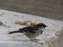Passer domesticus