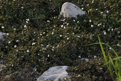 Shinnersia rivularis