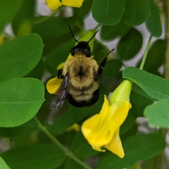 Bombus bimaculatus