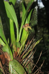 Maxillaria obtusa