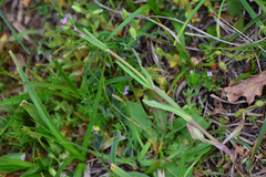 Valerianella coronata