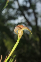 Maxillaria obtusa