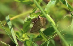 Anania fuscalis