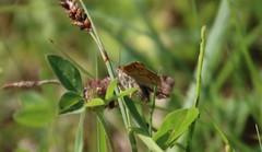 Anania fuscalis