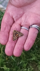 Apantesis virguncula