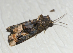 Homophoberia apicosa