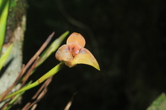 Maxillaria obtusa