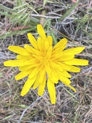 Nothocalais troximoides