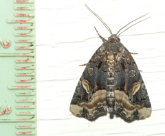 Homophoberia apicosa