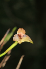 Maxillaria obtusa