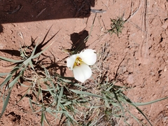 Calochortus nuttallii