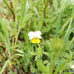 Viola lutea