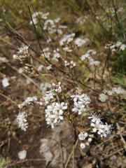 Gypsophila fastigiata