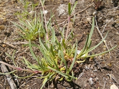 Gypsophila fastigiata
