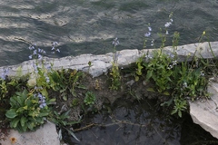 Lobelia berlandieri